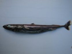 Squaliolus laticaudus (tubarão-anão).jpg